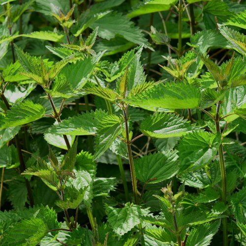 stinging-nettle-785292_1920